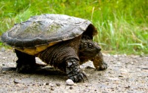 Snapping Turtle on a Road Shoulder