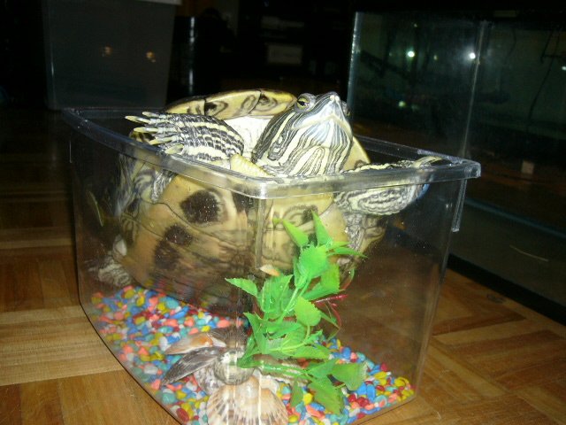 turtle pet aquarium