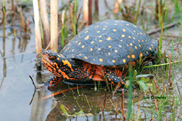 Spotted Turtle – Clemmys guttata – Ontario Turtle Conservation Centre