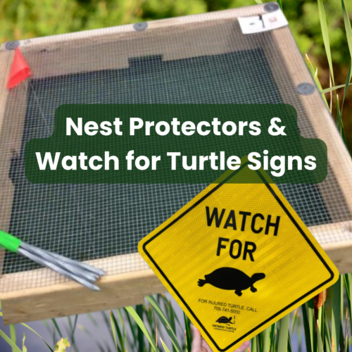 Nest Protectors & Turtle Signs